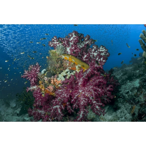 Indonesia Silverside fish swim past coral reef